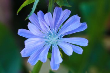 Yaygın hindiba çiçekleri, Cichorium intybus, vahşi hindiba, hindiba, yenilebilir bitki, doğa, yiyecek, yiyecek ve buz pisti, sebze, doğal besin bitkisi yaz çiçekleri