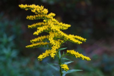 Solidago dev çayı - Goldenrod, uzun altın çubuk, dev altın çubuk - istilacı tür