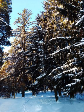 Kış orman kar altında. Sibirya ormanda kış. Kışın ahşap Rusya'da. Güneş kar ve ahşap