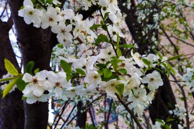 Ağaçta ilkbaharda çiçek açan çiçeği. Elma ağacı çiçek çiçeklenme