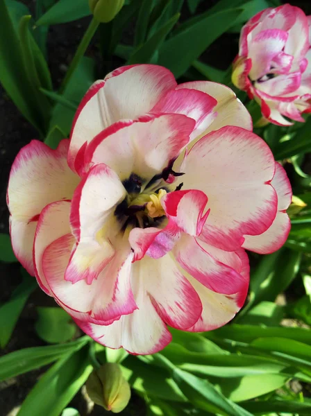 Цветок Розового Тюльпана Крупным Планом Использованием Низкой Фокусировки Мягком Освещении — стоковое фото