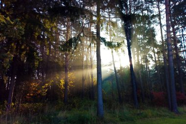 Yapraklarla çerçevelenmiş taze yeşil yaprak ağaçlarından oluşan manzaralı bir orman. Güneş, sıcak ışınlarını yeşilliklere saçıyor.