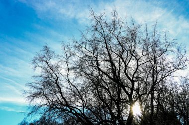 Ormandaki ağaçların üstündeki gökyüzü.