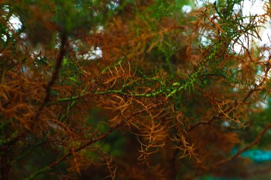 Rotala Macrandra dar yaprak, bitki, arka plan. Renk