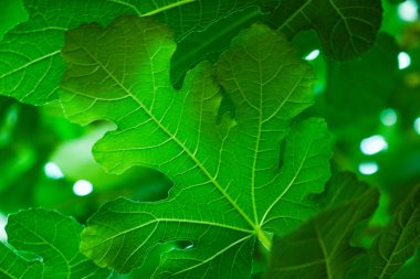 Ağaçlarda güzel yeşil yapraklar, arka plan, doku.