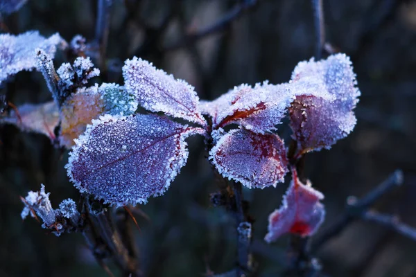Frozen Green Leaves Branch Frost — Stock Photo, Image
