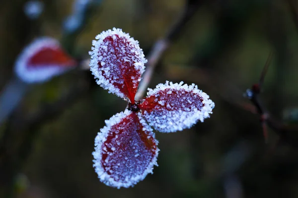 Ледяные Осенние Растения Ледяные Зеленые Листья Ветке Морозом — стоковое фото