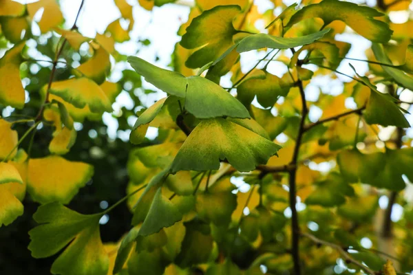 Ginkgo boom met gele bladeren Ginkgo biloba in de herfst. — Stockfoto