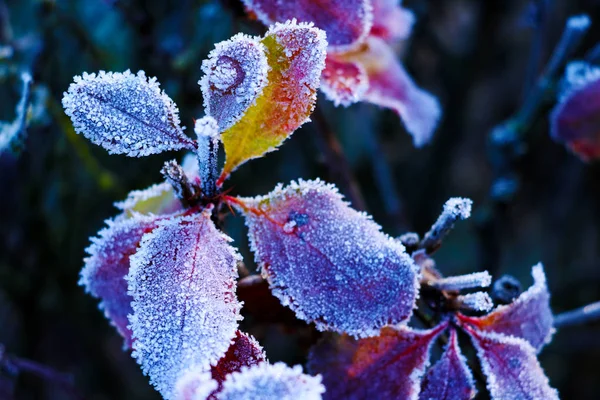 Ice Crystals Leaves Close Photo Tiny Ice Crystals Leaves Selective Stock Image