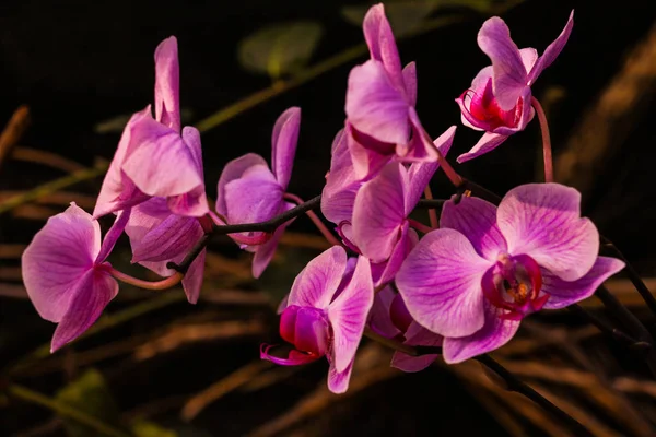 Pink Phalaenopsis or Moth dendrobium Orchid flower in summer or spring day tropical garden Floral background.Selective focus.agriculture idea concept design with copy space add text. — Stock Photo, Image