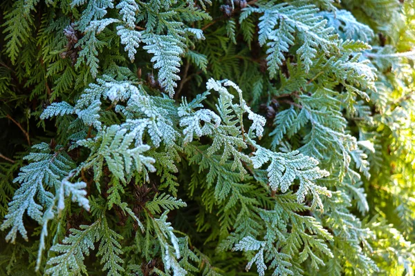 Thuja Durante Primeira Geada Gelado Branco Manhã Ensolarada — Fotografia de Stock