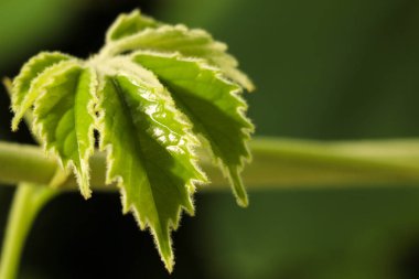 Bahar ya da yaz aylarında taze yeşil bitki yaprakları. Hayatın başlangıcı.