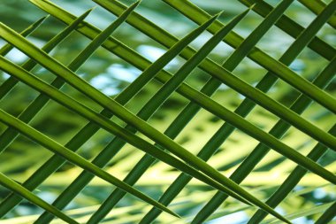 İlkbaharda ya da yazda güzel doğal şeker palmiyesi yaprakları. Arkaplan