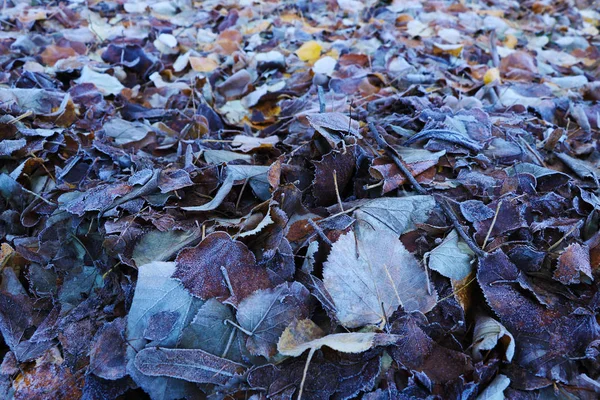 Frozen Leaves Grass Ground Frost Morning Field Early Winter Background — Stock Photo, Image