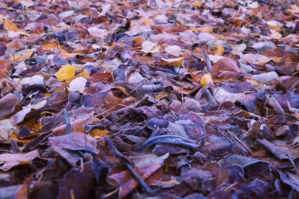 Замороженные Листья Траве Мороз Утреннем Поле Ранняя Зима Фон — стоковое фото