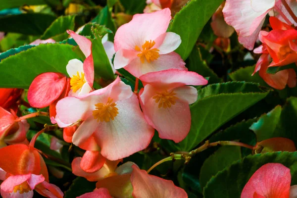 Ghiaccio Fiorito Begonie Semperflorens Begonie Giardino — Foto Stock