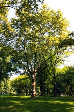 Central Park. İmge-in The Mall alan Central Park, New York City, Amerika Birleşik Devletleri