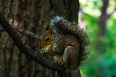 Parktaki bir dalda oturan güzel sincap.