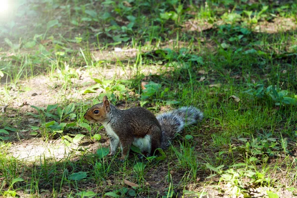 Esquilo Fox Quintal Subúrbio Com Olhar Engraçado Confuso — Fotografia de Stock