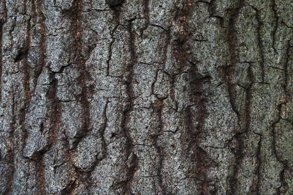 Παλιά Ξύλινο Δέντρο Υφής Μοτίβο Φόντου — Φωτογραφία Αρχείου