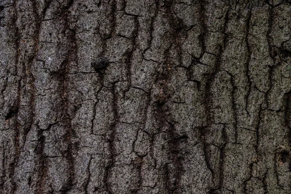 Старое Дерево Текстура Дерева Фон Фон — стоковое фото