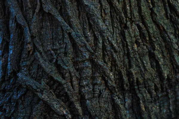 Struttura Dell Albero Legno Modello Sfondo Contesto — Foto Stock