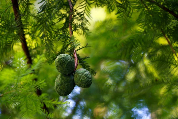 Belos Cones Jovens Ramo Árvore Parque Jardim — Fotografia de Stock