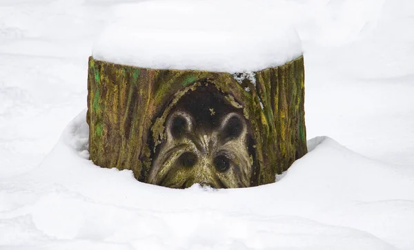 Baumstumpf Bunt Bemalt Freien Dekorativ Mit Schnee Bedeckt — Stockfoto