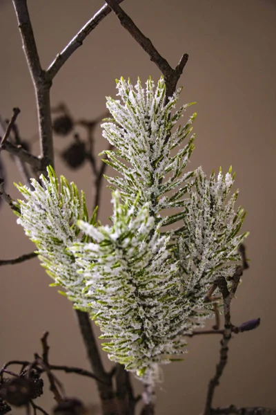 雪の中のトウヒの装飾的な小枝 — ストック写真