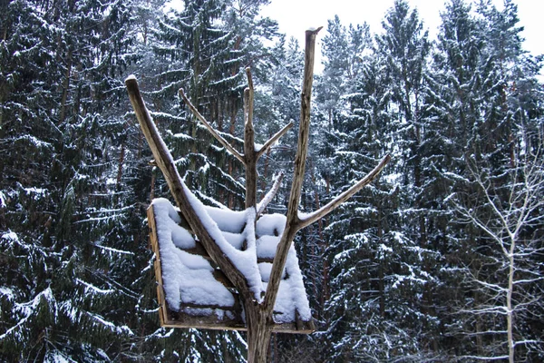 Ağaçlar karla kaplı kış ormanı