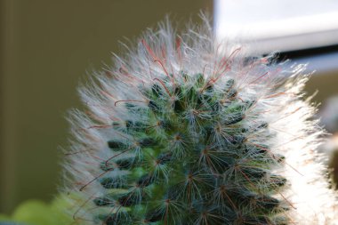 Kaktüs, kaktüs dikenleri, kaktüs dikenleri, kaktüs arka planı.