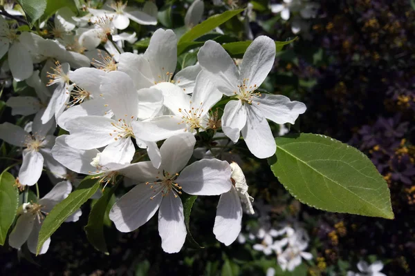 Flores Manzana Sobre Fondo Naturaleza Borrosa Flores Primavera Fondo Primavera — Foto de Stock