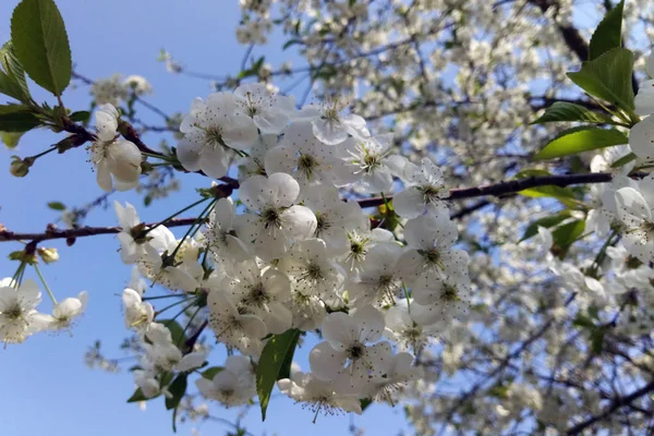 Primer Plano Flores Blancas Cereza Fondo Primavera Cielo Azul — Foto de Stock