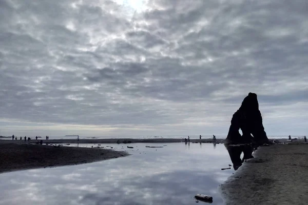 Sur Plage Dans Parc National Olympique Près Seattle États Unis — Photo