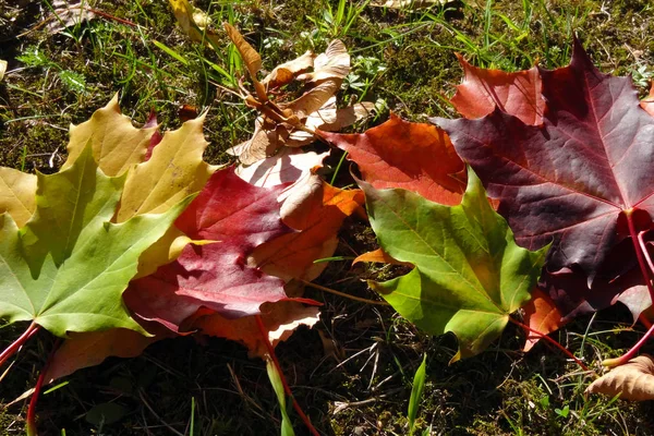 Bright maple leaves on the grass on a sunny day. — Stock Photo, Image