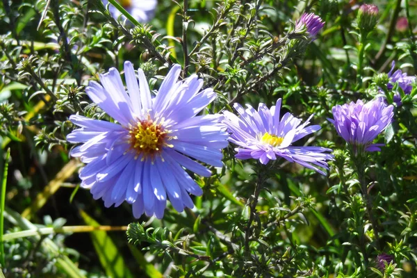 Uitzicht op prachtige paarse wilde bloemen in het voorjaar of de zomer. — Stockfoto