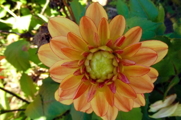 Dahlia Foto betont Textur, Kontrast und komplizierte abstrakte florale Muster. — Stockfoto