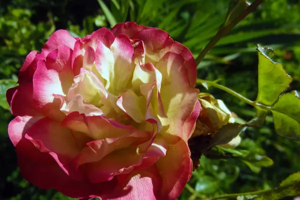 Bela rosa brilhante no jardim na primavera ou verão. — Fotografia de Stock
