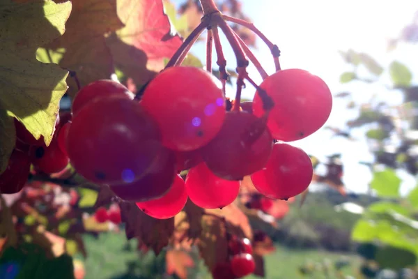 Luminosa luce su un ramo di frassino in una giornata di sole. — Foto Stock