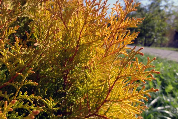 晴朗的秋天，明亮的柏树枝条. — 图库照片