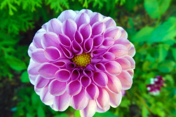 Pink dahlia with green background in the garden in spring and summer.