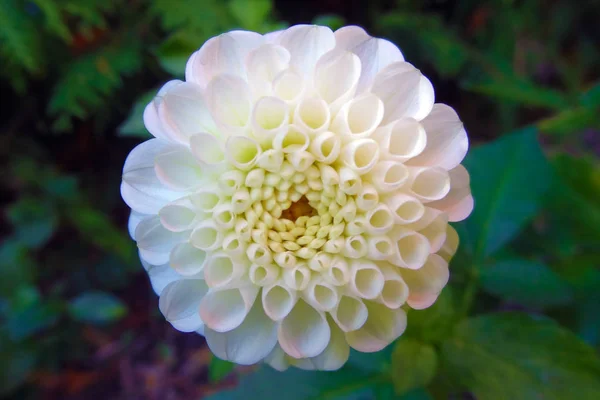 Dália branca broto no jardim na primavera ou verão. — Fotografia de Stock