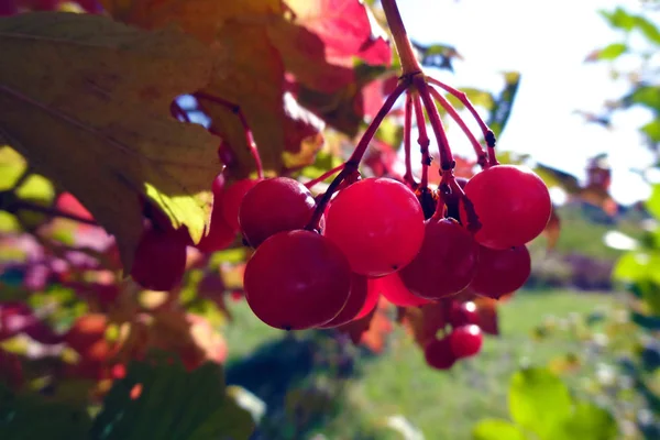 Rowan nella foresta autunnale in una giornata di sole. — Foto Stock