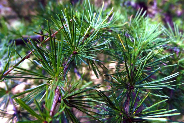 Beautiful conifer branches with long needles. Background — Stock Photo, Image