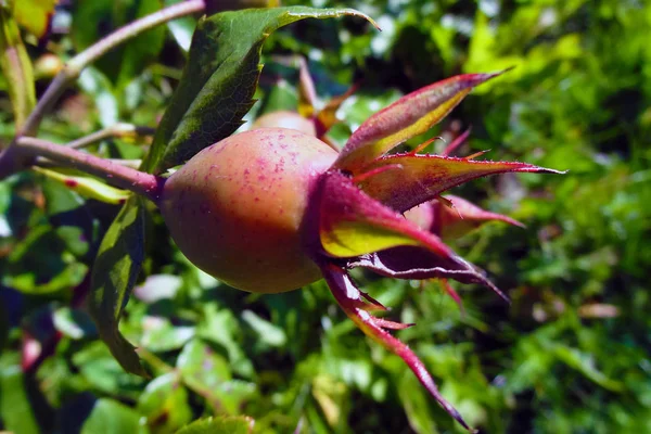 Φύτεμα μπουμπούκι τριαντάφυλλο στον κήπο την άνοιξη ή το καλοκαίρι. Αρχή της ζωής. — Φωτογραφία Αρχείου
