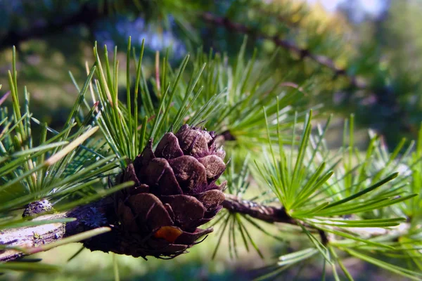 Vista de um belo cone de abeto com agulhas longas na floresta . — Fotografia de Stock