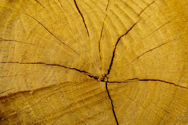 Ceppo di quercia abbattuto - sezione del tronco con anelli annuali. — Foto Stock
