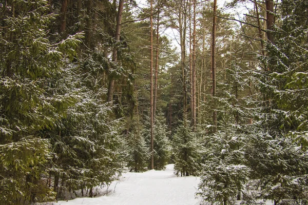 Belle forêt d'hiver par une journée claire et glacée . — Photo