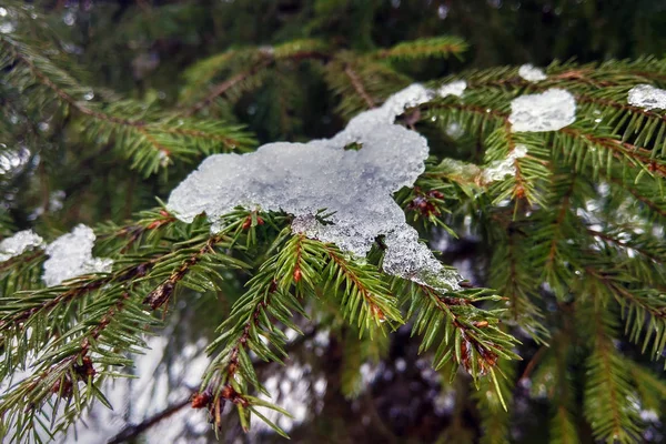 snow melts on a pine branch, the beginning of spring