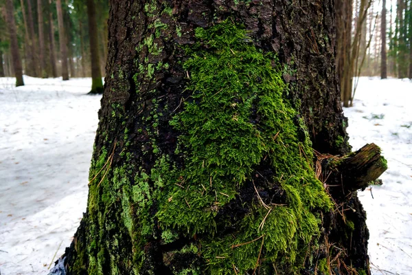 晩秋の木の上の若い緑の苔の閉鎖早春 — ストック写真